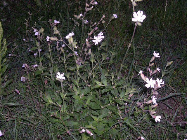 Silene alba